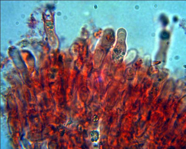 Corticiacea da determinare (Hyphodontia juniperi)